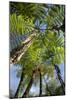 Tree Fern-Bjorn Svensson-Mounted Photographic Print