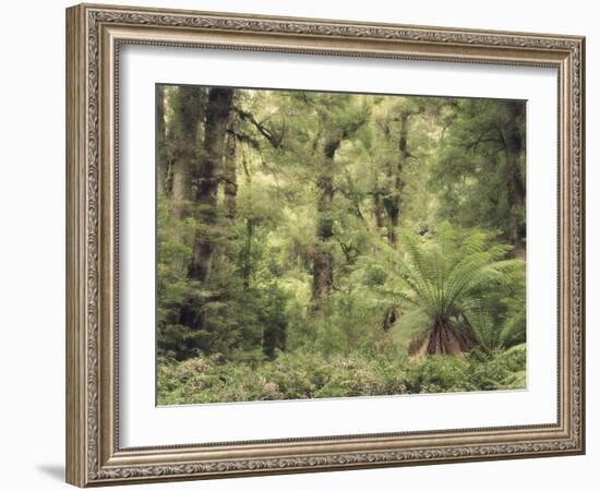 Tree Ferns and Myrtle Beech Trees in the Temperate Rainforest, Australia, Pacific-Jochen Schlenker-Framed Photographic Print