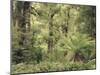 Tree Ferns and Myrtle Beech Trees in the Temperate Rainforest, Australia, Pacific-Jochen Schlenker-Mounted Photographic Print