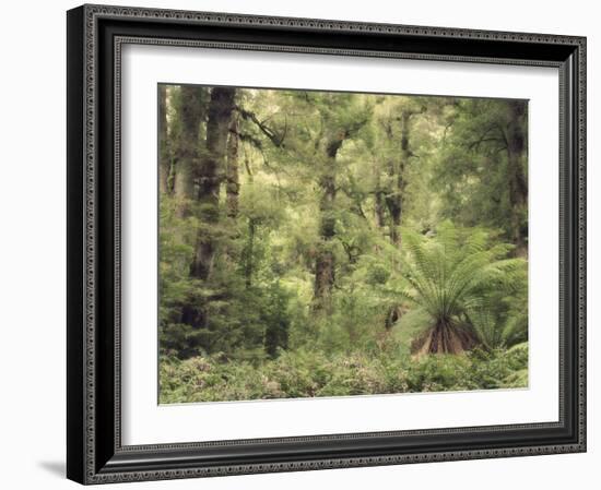 Tree Ferns and Myrtle Beech Trees in the Temperate Rainforest, Australia, Pacific-Jochen Schlenker-Framed Photographic Print