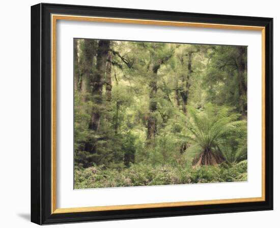Tree Ferns and Myrtle Beech Trees in the Temperate Rainforest, Australia, Pacific-Jochen Schlenker-Framed Photographic Print
