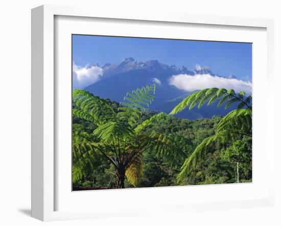 Tree Ferns in Foreground, Island of Borneo, Malaysia-Robert Francis-Framed Photographic Print