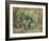 Tree Ferns, Trewidden-Mary Kuper-Framed Giclee Print