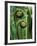 Tree Ferns Unfolding-Adam Jones-Framed Photographic Print