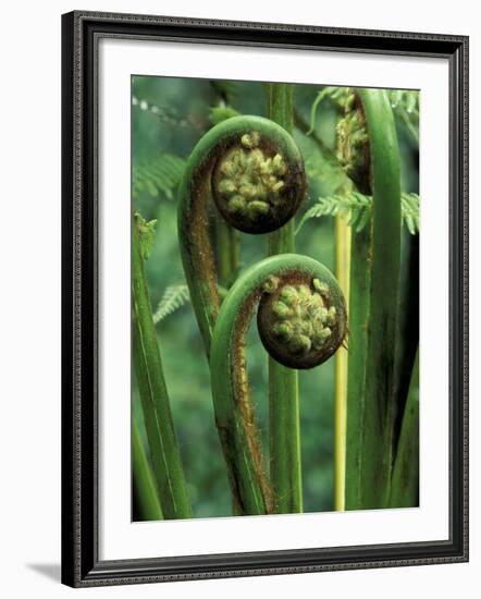 Tree Ferns Unfolding-Adam Jones-Framed Photographic Print