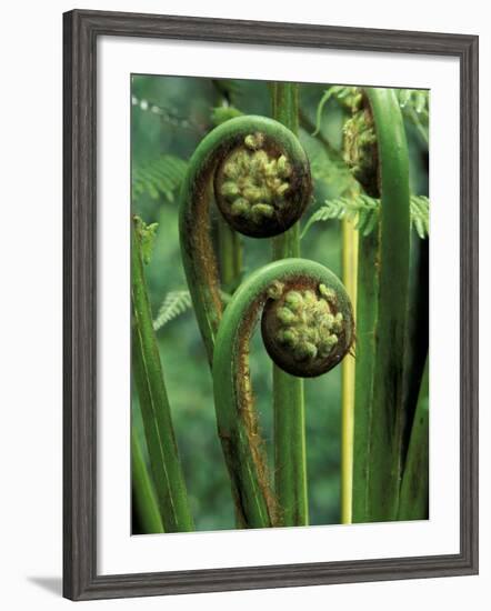 Tree Ferns Unfolding-Adam Jones-Framed Photographic Print