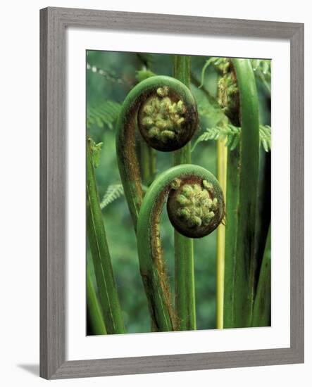 Tree Ferns Unfolding-Adam Jones-Framed Photographic Print