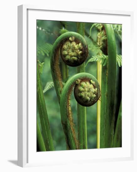 Tree Ferns Unfolding-Adam Jones-Framed Photographic Print