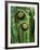 Tree Ferns Unfolding-Adam Jones-Framed Photographic Print