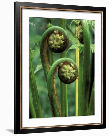 Tree Ferns Unfolding-Adam Jones-Framed Photographic Print