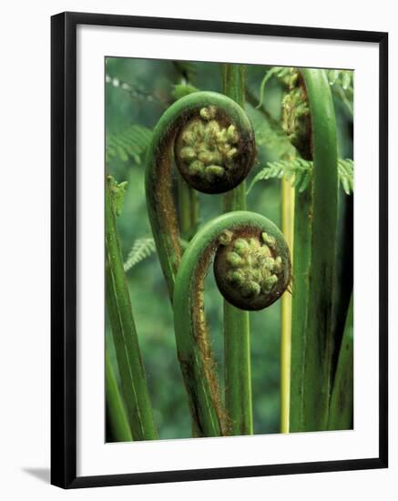 Tree Ferns Unfolding-Adam Jones-Framed Photographic Print