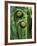 Tree Ferns Unfolding-Adam Jones-Framed Photographic Print