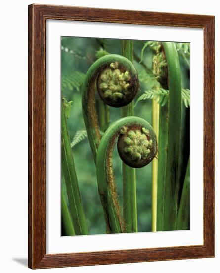 Tree Ferns Unfolding-Adam Jones-Framed Photographic Print