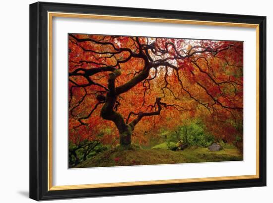 Tree Fire-Darren White Photography-Framed Photographic Print