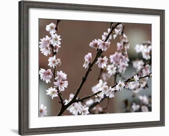 Tree Flowers on Beacon Hill in Boston-null-Framed Photographic Print