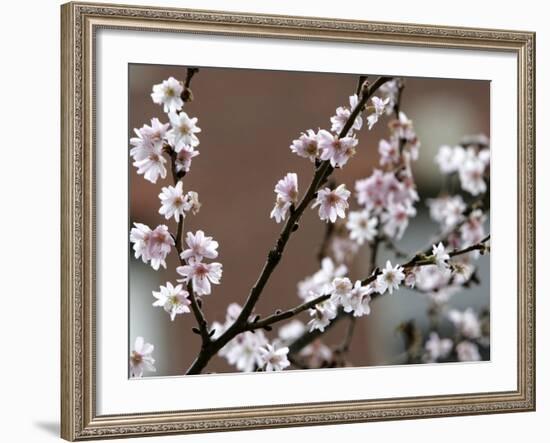 Tree Flowers on Beacon Hill in Boston-null-Framed Photographic Print