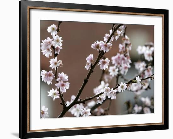 Tree Flowers on Beacon Hill in Boston--Framed Photographic Print