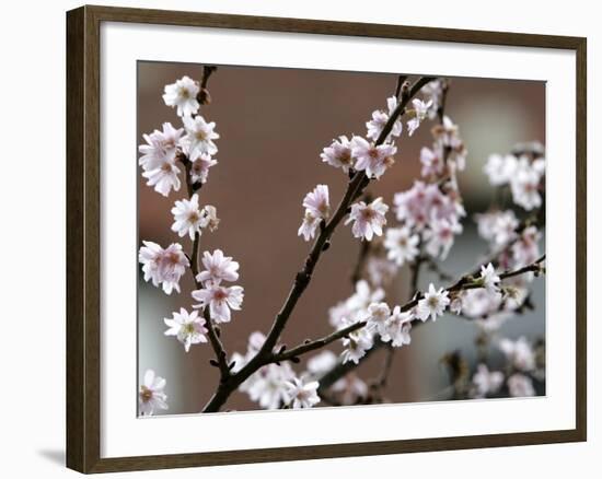 Tree Flowers on Beacon Hill in Boston-null-Framed Photographic Print