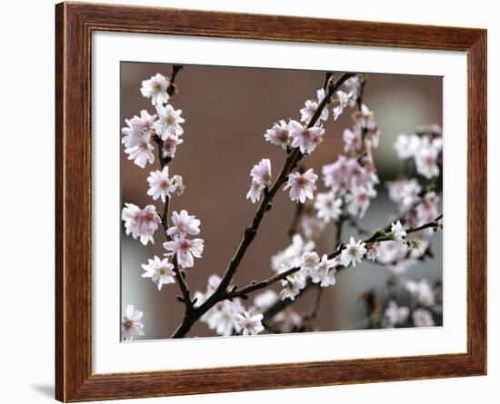 Tree Flowers on Beacon Hill in Boston-null-Framed Photographic Print