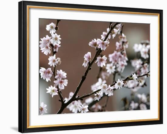 Tree Flowers on Beacon Hill in Boston--Framed Photographic Print