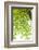 Tree, Forest, Leaves, Plants-Nora Frei-Framed Photographic Print