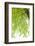 Tree, Forest, Leaves, Plants-Nora Frei-Framed Photographic Print