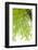 Tree, Forest, Leaves, Plants-Nora Frei-Framed Photographic Print