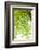 Tree, Forest, Leaves, Plants-Nora Frei-Framed Photographic Print