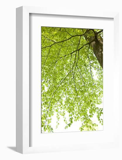 Tree, Forest, Leaves, Plants-Nora Frei-Framed Photographic Print