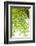 Tree, Forest, Leaves, Plants-Nora Frei-Framed Photographic Print