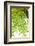 Tree, Forest, Leaves, Plants-Nora Frei-Framed Photographic Print