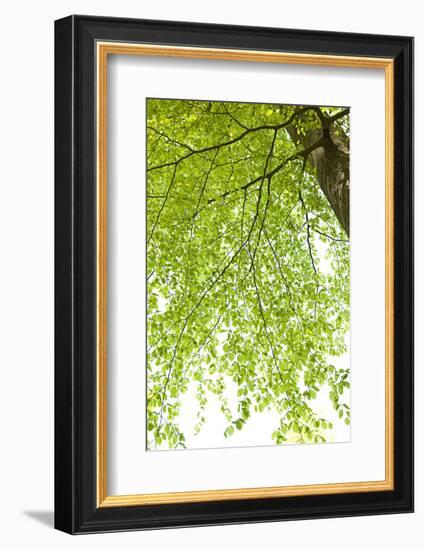 Tree, Forest, Leaves, Plants-Nora Frei-Framed Photographic Print