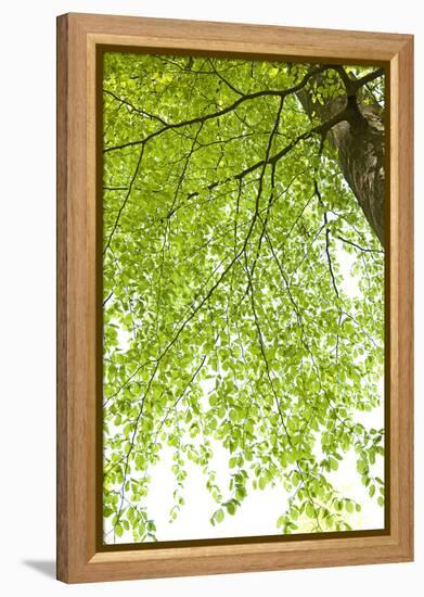 Tree, Forest, Leaves, Plants-Nora Frei-Framed Premier Image Canvas