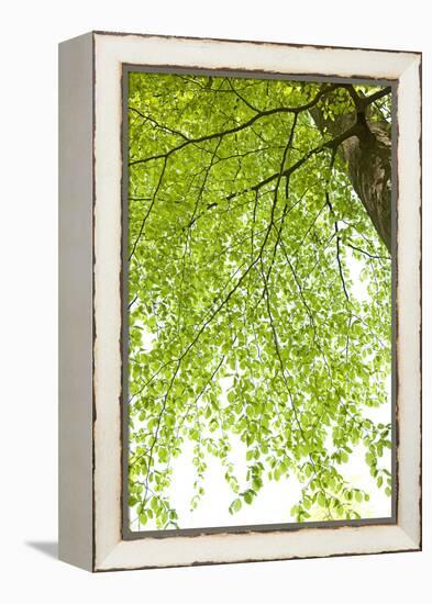 Tree, Forest, Leaves, Plants-Nora Frei-Framed Premier Image Canvas