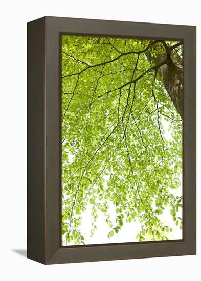 Tree, Forest, Leaves, Plants-Nora Frei-Framed Premier Image Canvas