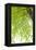 Tree, Forest, Leaves, Plants-Nora Frei-Framed Premier Image Canvas