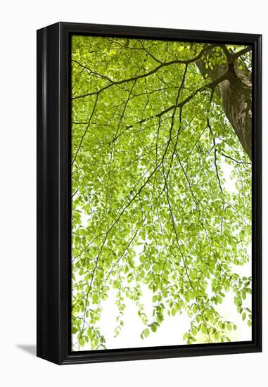 Tree, Forest, Leaves, Plants-Nora Frei-Framed Premier Image Canvas