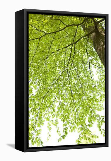 Tree, Forest, Leaves, Plants-Nora Frei-Framed Premier Image Canvas