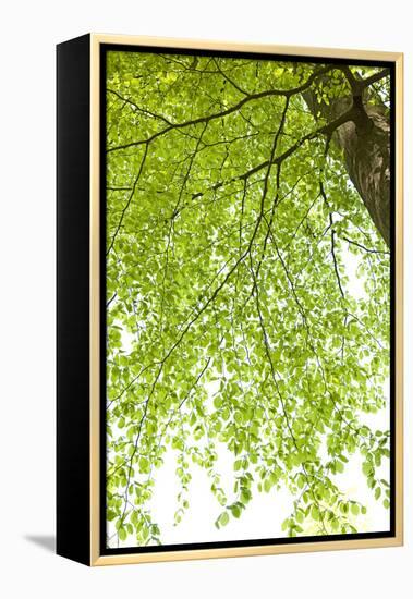 Tree, Forest, Leaves, Plants-Nora Frei-Framed Premier Image Canvas