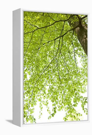 Tree, Forest, Leaves, Plants-Nora Frei-Framed Premier Image Canvas