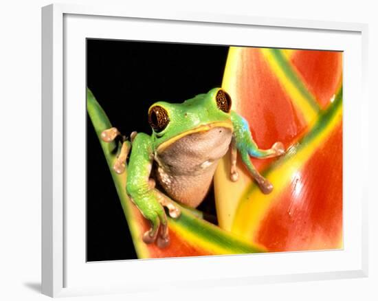 Tree Frog, Amazon, Ecuador-Pete Oxford-Framed Photographic Print