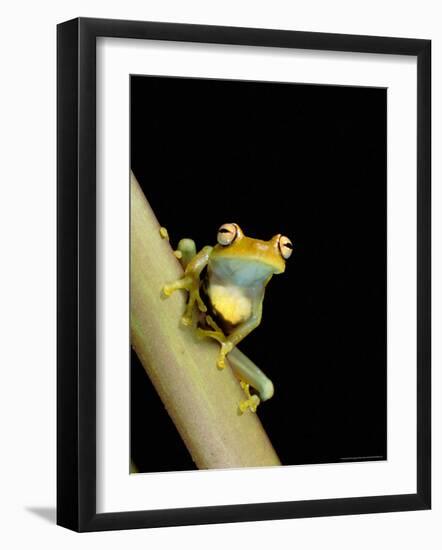 Tree Frog, Amazon, Ecuador-Pete Oxford-Framed Photographic Print