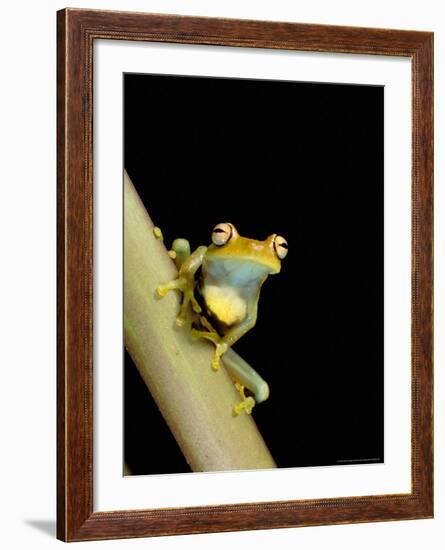 Tree Frog, Amazon, Ecuador-Pete Oxford-Framed Photographic Print
