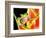 Tree Frog, Amazon, Ecuador-Pete Oxford-Framed Photographic Print