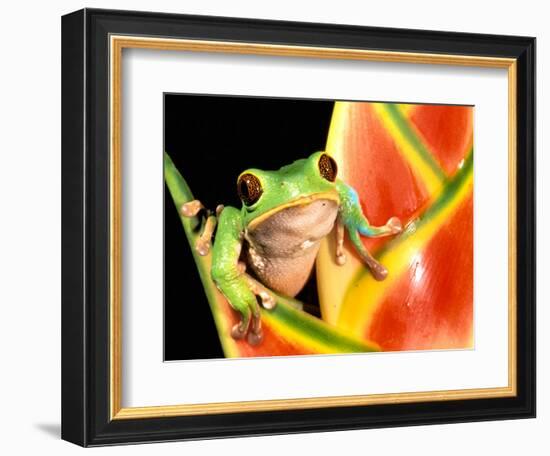 Tree Frog, Amazon, Ecuador-Pete Oxford-Framed Photographic Print