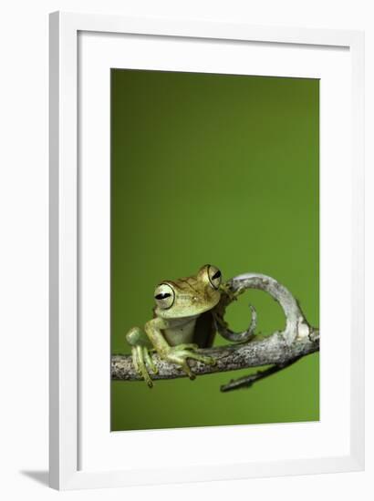 Tree Frog Golden Color Rainforest Amphibian On Branch Background Copy Space-kikkerdirk-Framed Photographic Print