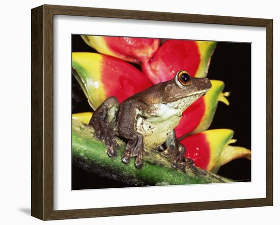 Tree Frog (Hyla Sp) Ecuadorian Amazon, South America-Pete Oxford-Framed Photographic Print