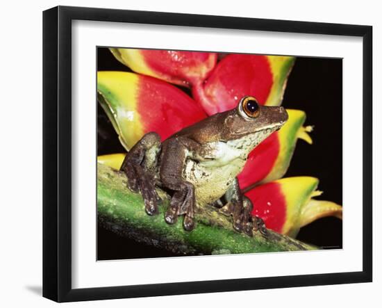 Tree Frog (Hyla Sp) Ecuadorian Amazon, South America-Pete Oxford-Framed Photographic Print