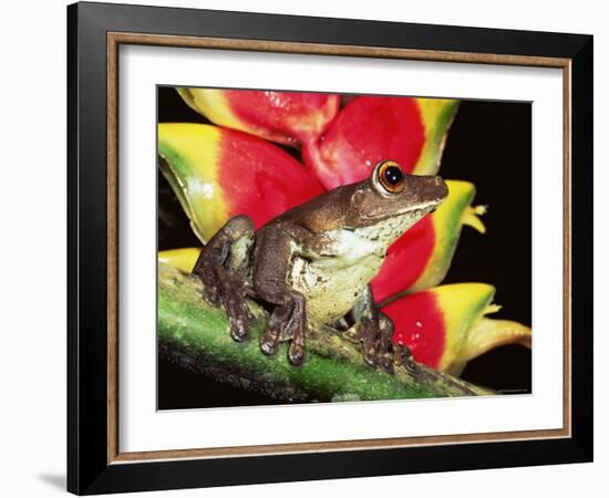 Tree Frog (Hyla Sp) Ecuadorian Amazon, South America-Pete Oxford-Framed Photographic Print