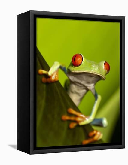 Tree Frog in Costa Rica-Paul Souders-Framed Premier Image Canvas
